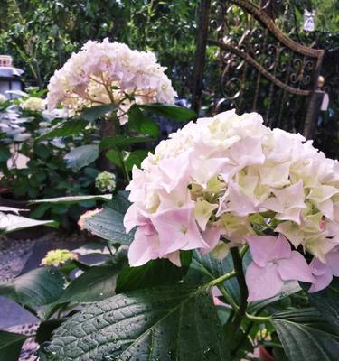 绣球花能否淋雨（揭秘绣球花的耐水能力及养护技巧）