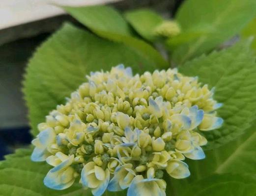 绣球花能否淋雨（揭秘绣球花的耐水能力及养护技巧）