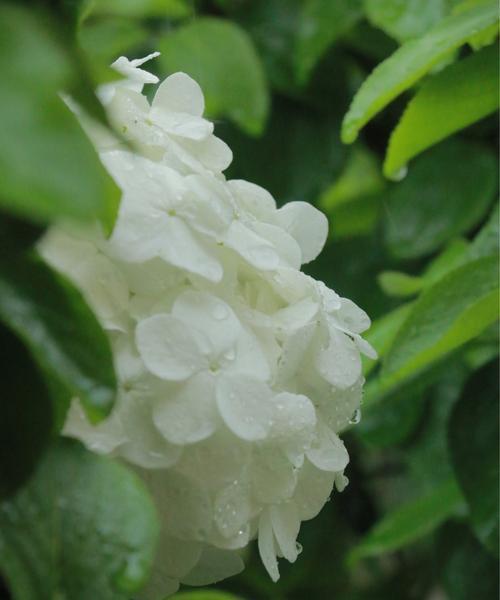绣球花能否淋雨（揭秘绣球花的耐水能力及养护技巧）