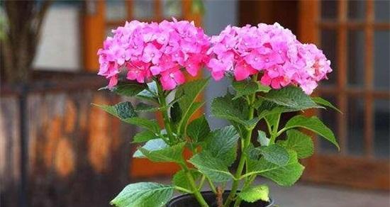 绣球花的水养之道（掌握这些技巧）