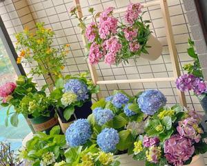 如何在院子里种植绣球花（绣球花的特点及种植技巧）