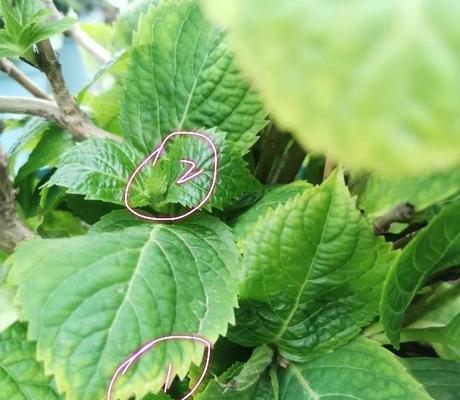 如何防治绣球花烂叶子（绣球花病害防治）