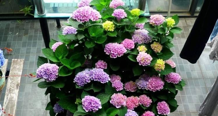 绣球花耐冻吗（探究绣球花的耐寒能力）