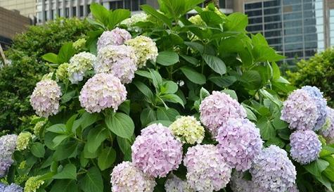 绣球花能否放在卧室（探讨绣球花在卧室的适宜性）