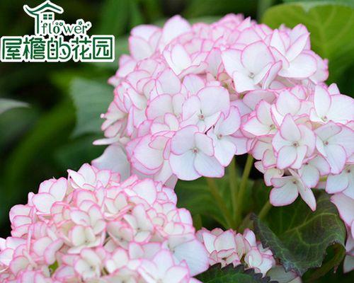 绣球花能否放在卧室（探讨绣球花在卧室的适宜性）