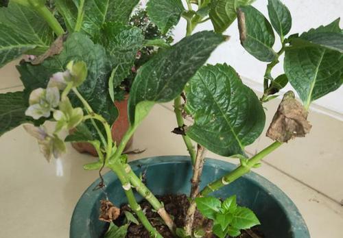 如何解决绣球花蔫了的问题（教你几招恢复绣球花的生机）