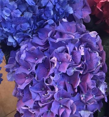 揭秘绣球花到底是怕冷还是怕热（探究绣球花生长的适宜温度和养护技巧）