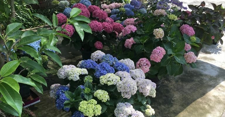 如何为绣球花施肥（最佳肥料及施肥技巧）