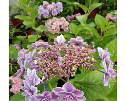 如何为绣球花施肥（最佳肥料及施肥技巧）