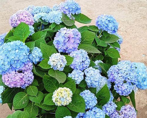 揭秘绣球花花期及开花季节，解读其美丽之谜（绣球花开花时间与品种有关）