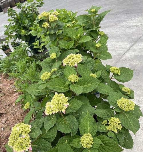 绣球花开花时间及养护技巧（了解绣球花的生长规律）