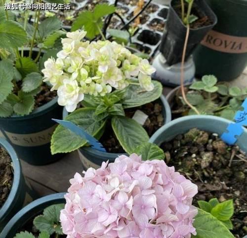 如何正确剪枝绣球花（掌握技巧）