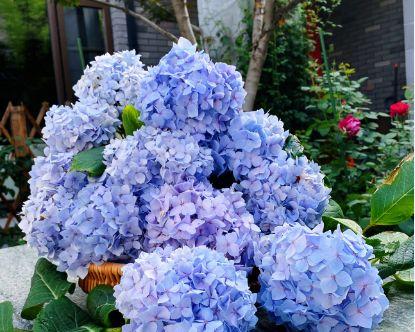 绣球花，多年生还是一年生植物（探究绣球花的生长特点及分类鉴别）