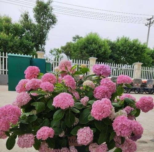 绣球花，多年生还是一年生植物（探究绣球花的生长特点及分类鉴别）