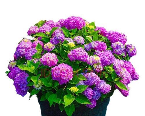 探究绣球花的生命周期（揭秘绣球花的多年生之谜）