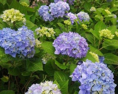 探究绣球花的生命周期（揭秘绣球花的多年生之谜）