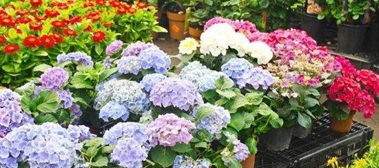 如何种植适合绣球花生长的土地（探究绣球花的土壤要求）