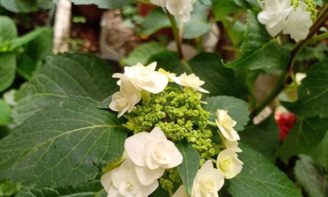 探秘绣球花的四季开花（了解绣球花的季节性变化和繁衍方式）