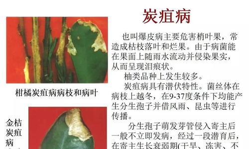 探究绣球花炭疽病产生的原因，科学防治关键（探究绣球花炭疽病产生的原因）