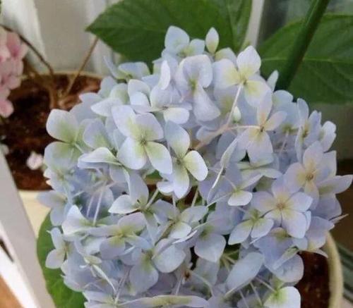绣球花的光照要求（喜阴还是喜阳？了解这些）