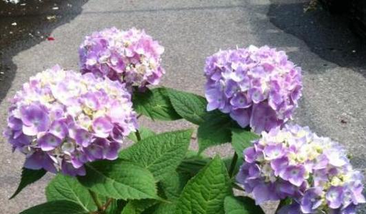 如何科学浇水，养护绣球花（夏季多久浇一次水）