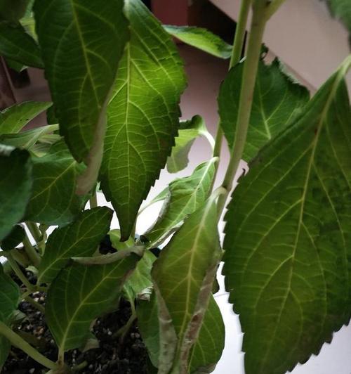 绣球花叶尖干枯怎么办（从病因到治疗）