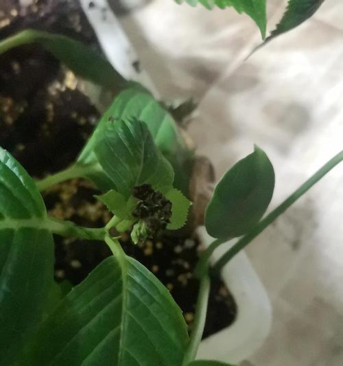 绣球花叶尖干枯怎么办（从病因到治疗）