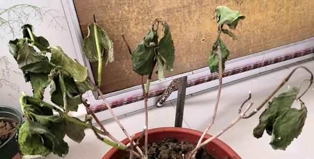 治理绣球花叶子发黄，从根本上解决（从光线、土壤等多个方面入手）