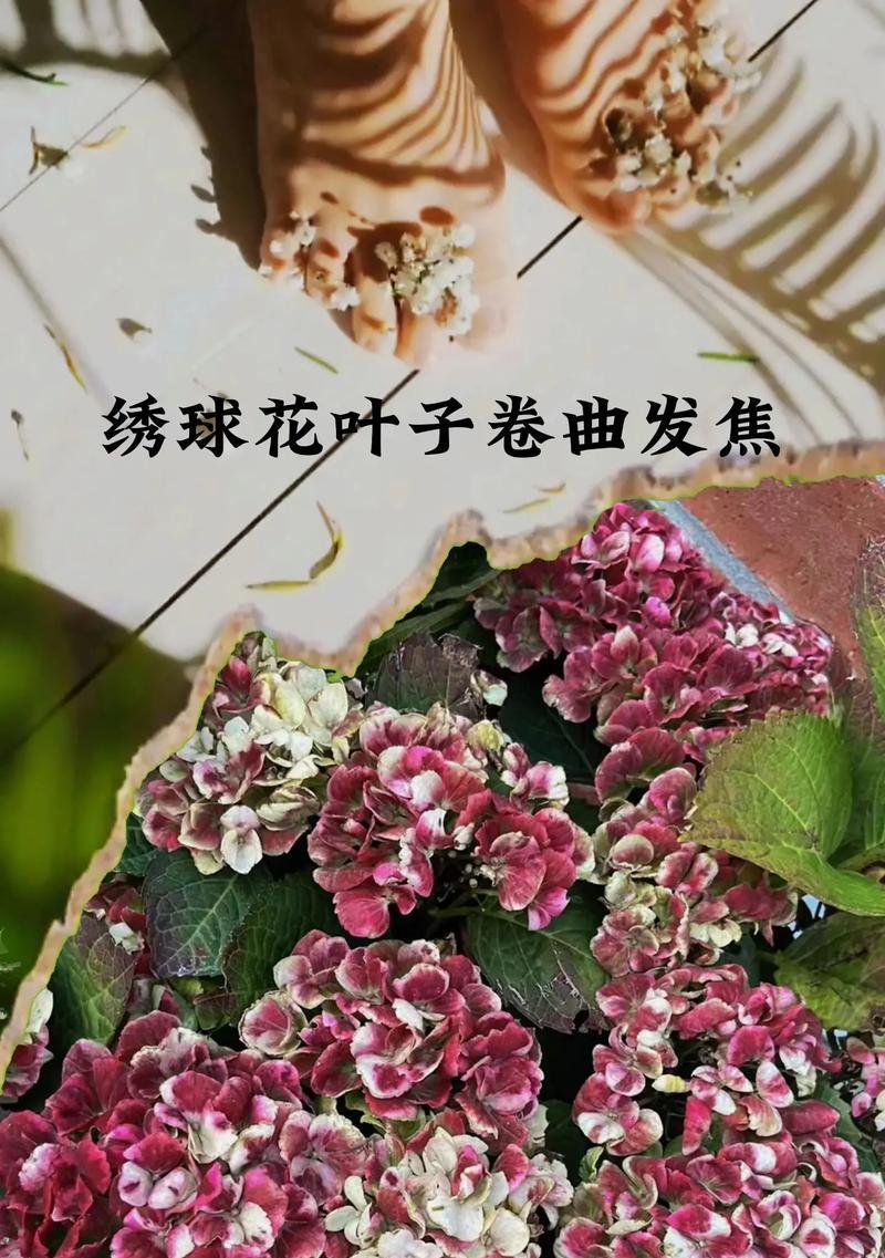 如何救活干枯的绣球花叶子（实用技巧教你让绣球花重新焕发生机）