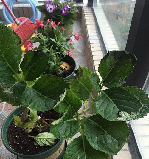 如何救活干枯的绣球花叶子（实用技巧教你让绣球花重新焕发生机）