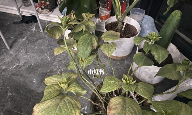 如何救活干枯的绣球花叶子（实用技巧教你让绣球花重新焕发生机）