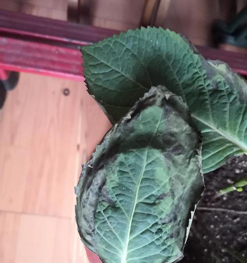 绣球花叶子有毒吗（了解绣球花叶子毒性）