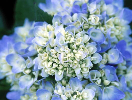 绣球花的绚烂色彩（探寻绣球花的色彩魅力）