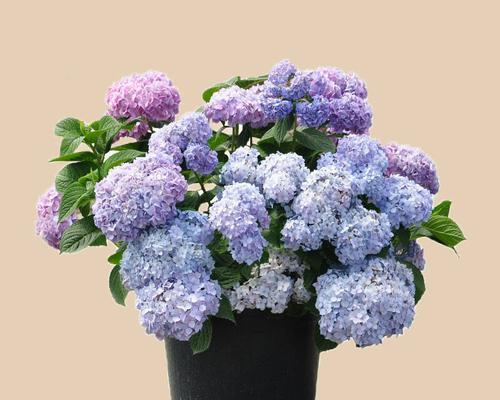 绣球花的香味究竟有多浓（从品种）