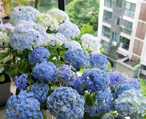 如何浇水养护绣球花（细节决定成败）