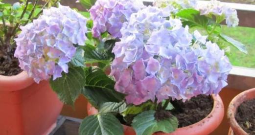 绣球花的养殖秘籍（家庭种植技巧揭秘）
