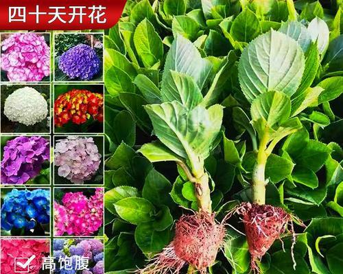 如何正确播种绣球花种子（绣球花种子的最佳播种时间和方法）