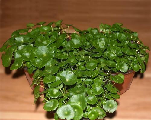 绣球植物水培技巧详解（如何让绣球植物在水中生长茁壮）