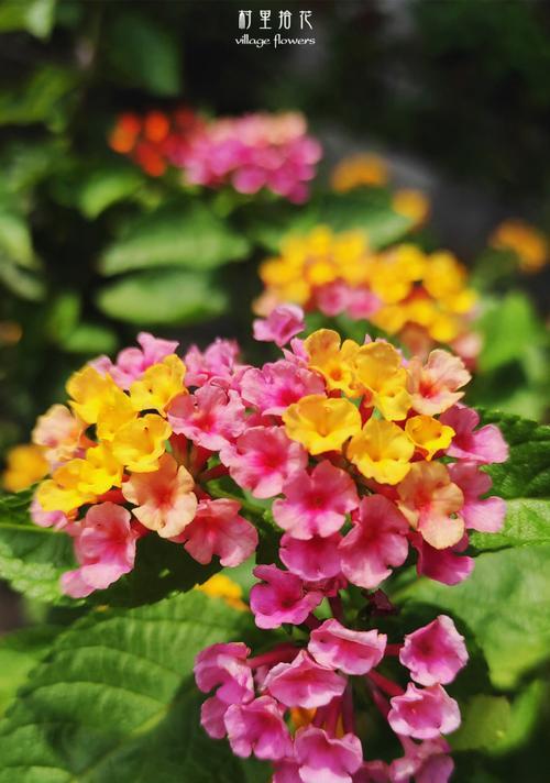 绣球石竹花，这种花是多年生的吗（探究绣球石竹花的生命特性及种植技巧）