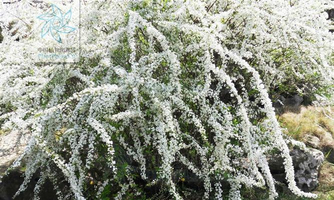 探秘绣线菊（了解绣线菊的特征及生长环境）