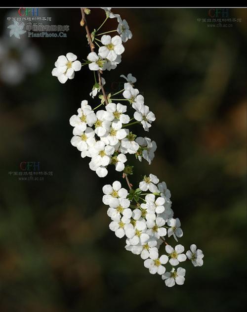 探秘绣线菊（了解绣线菊的特征及生长环境）