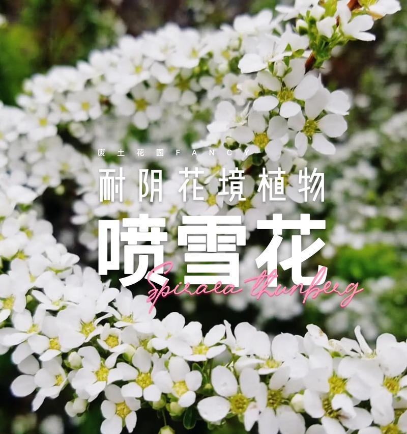 探秘绣线菊（了解绣线菊的特征及生长环境）