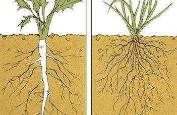 须根系植物的种类及生长习性（探秘须根系植物的生长之谜）