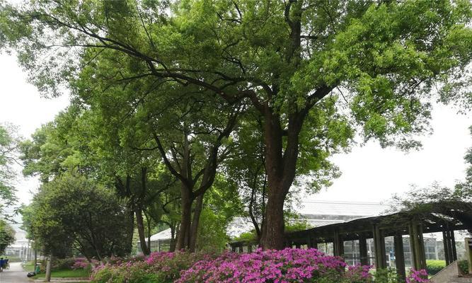 校园里的绿色天地（探寻学校里的植物世界）