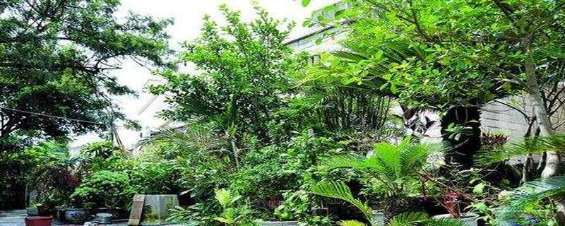 学校应该种什么树（选择适合校园的树种）