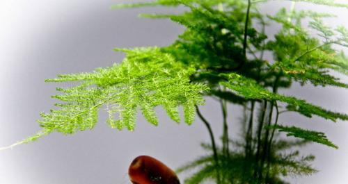 雪碧浇文竹的效果与注意事项（文竹生长的独特环境和雪碧的营养成分）