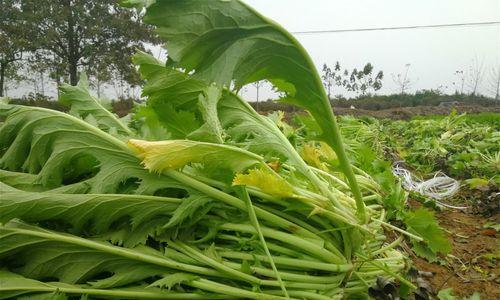 雪菜种植全指南（掌握时间和方法）