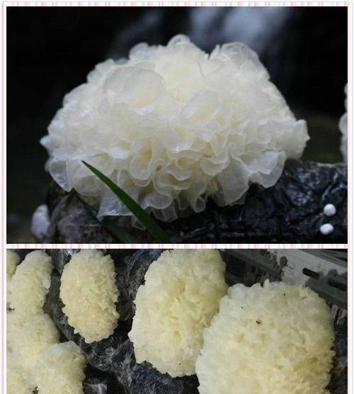 雪耳生长的环境及适应能力（探究雪耳的生长条件）