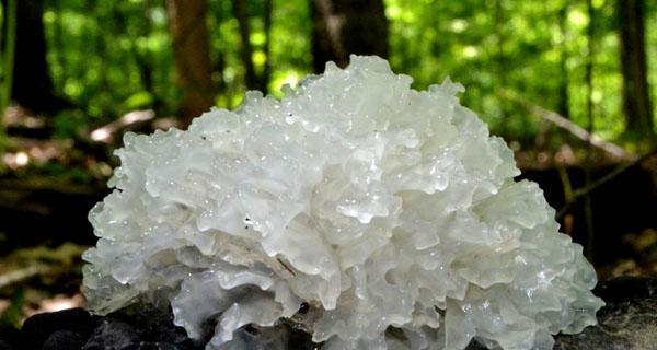 雪耳生长的环境及适应能力（探究雪耳的生长条件）