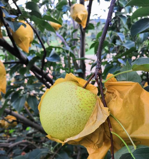 雪花梨果实成熟的时间剖析（一年四季观察）